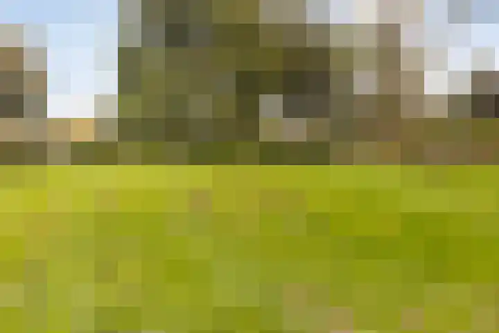 Aalscholversingel 244 Velp thumbnail 25