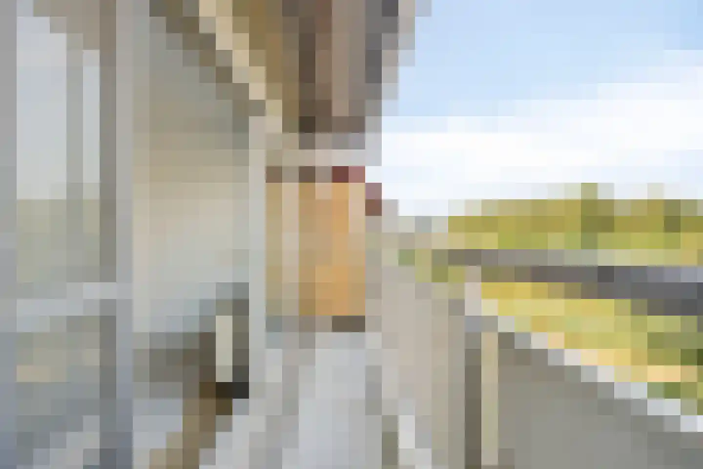 Aalscholversingel 454 Velp thumbnail 8