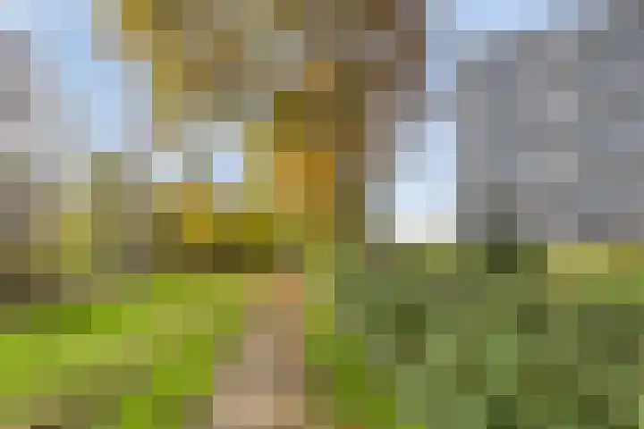 Aalscholversingel 462 Velp thumbnail 19