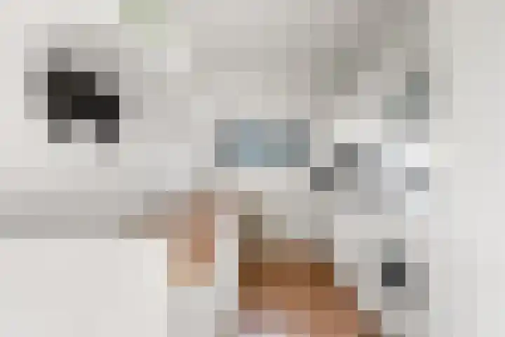 Aalscholversingel 498 Velp thumbnail 12