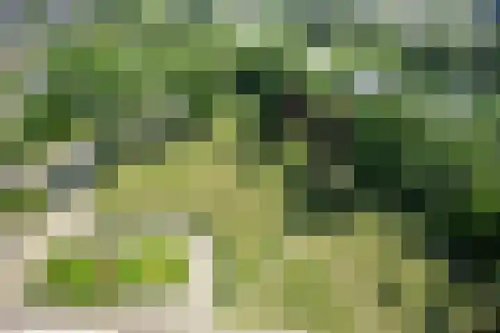 Aalscholversingel 586 Velp thumbnail 26