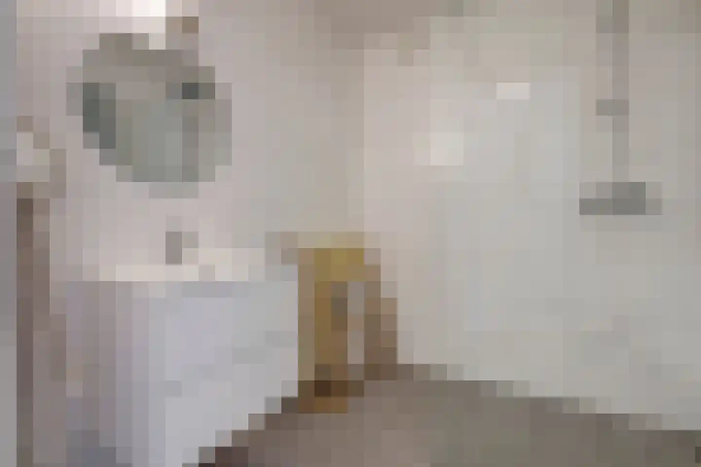Aalscholverstraat 67 Rotterdam thumbnail 15