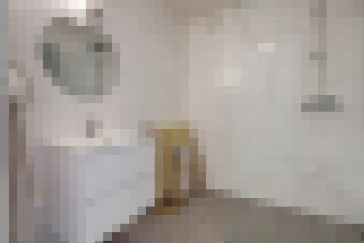 Aalscholverstraat 67 Rotterdam thumbnail 16