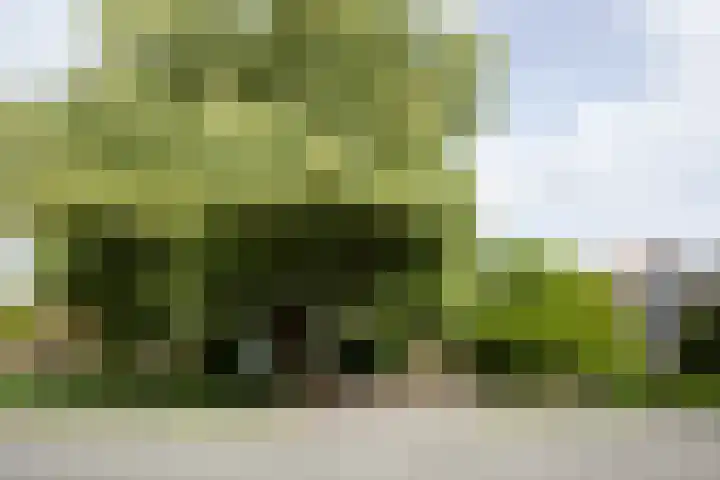Aalsmeerderweg 345 Aalsmeer thumbnail 41