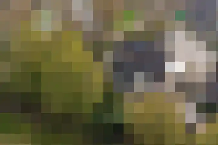 Aalsmeerhof 10 Arnhem thumbnail 61
