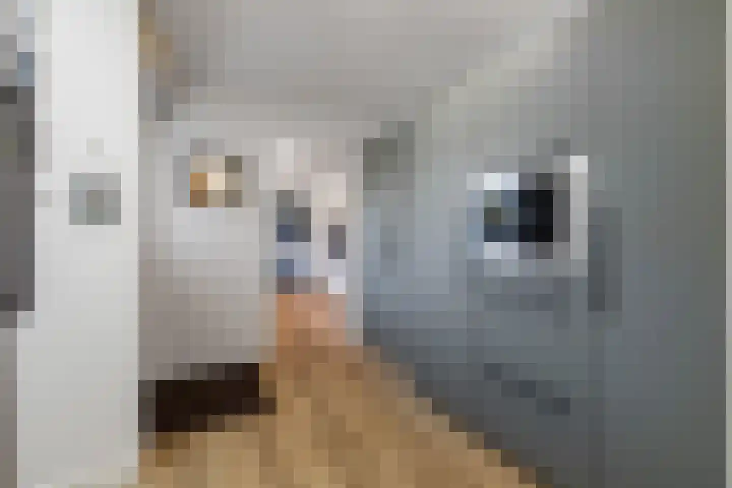 Aan de Gellik 3620 Lanaken Elsloo thumbnail 31