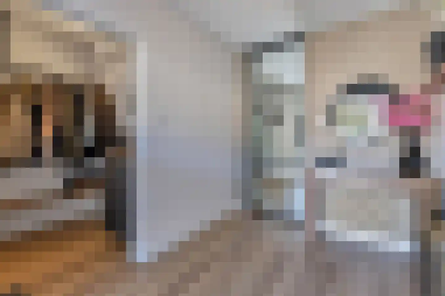 Aan de Gellik 3620 Lanaken Elsloo thumbnail 5