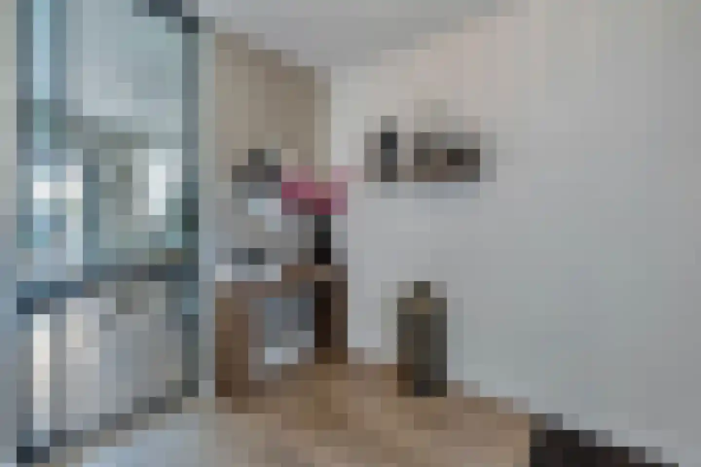 Aan de Gellik 3620 Lanaken Elsloo thumbnail 7