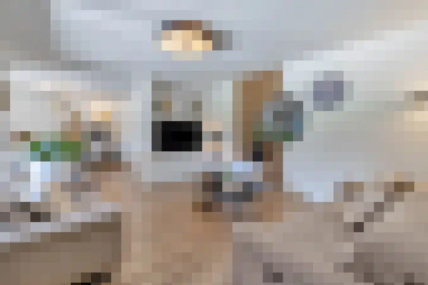 Aan de Gellik 3620 Lanaken Elsloo thumbnail 9