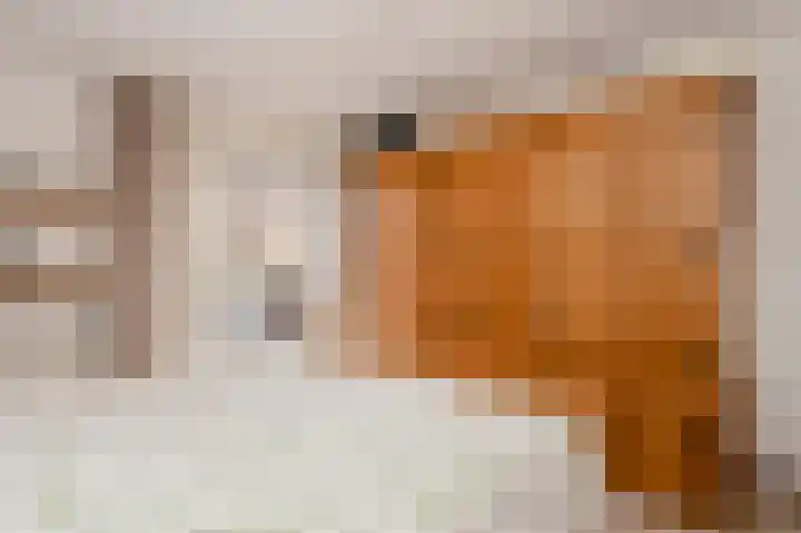 Aan de Greune Paol 17 1 Grevenbicht thumbnail 19
