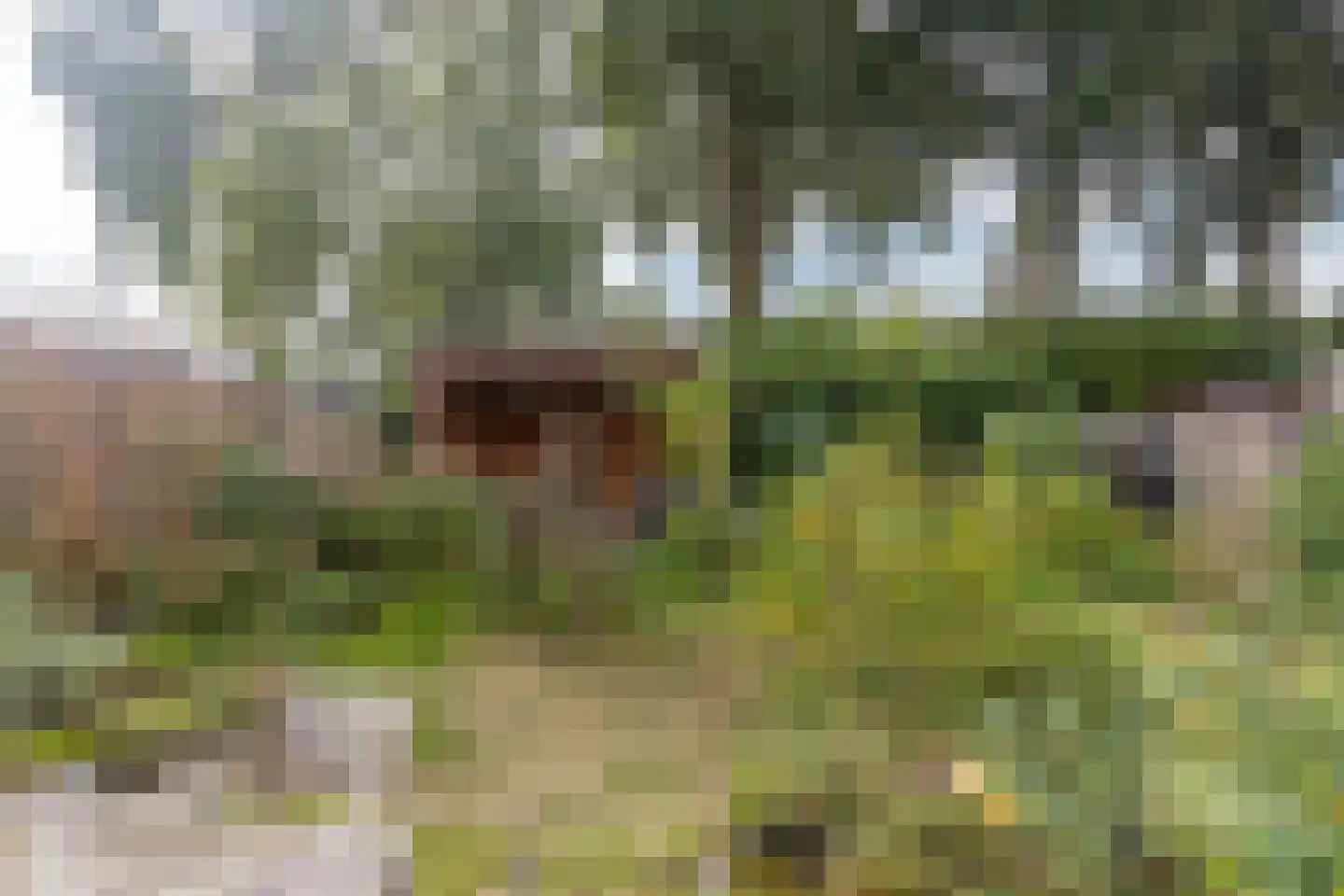 Aan de Linde 11 Nieuwstadt thumbnail 33