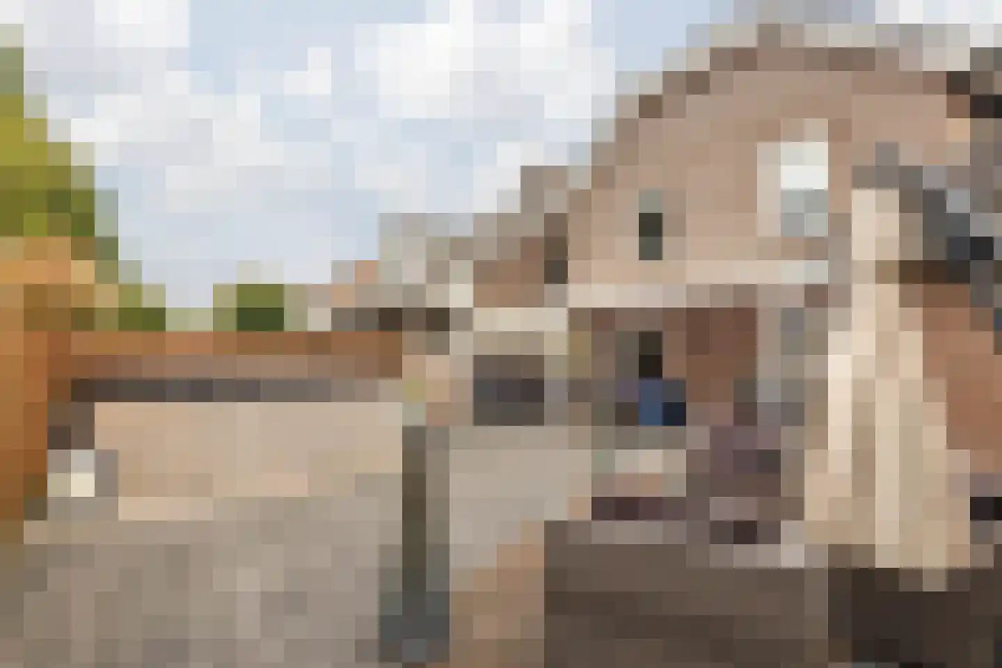 Aan de Linde 5 Nieuwstadt thumbnail 6