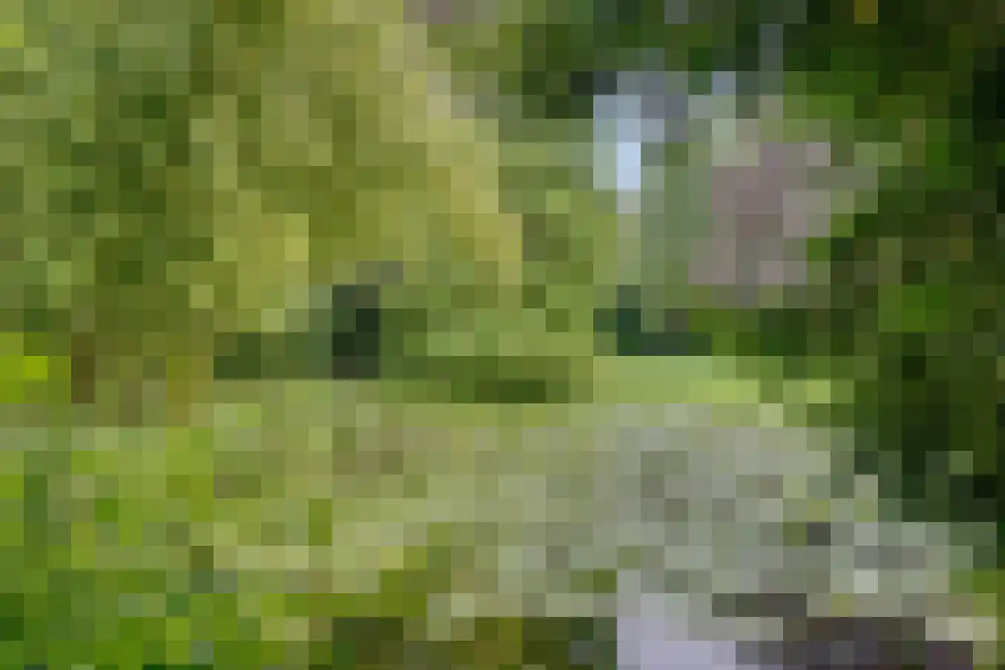 Aan de Maas 3621 Lanaken Geulle thumbnail 32