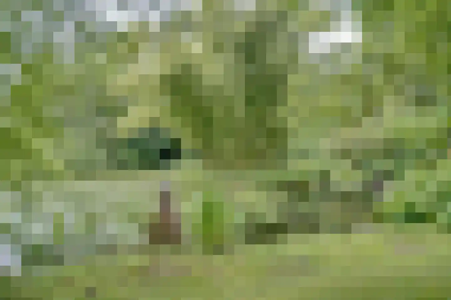 Aan de Maas 3621 Lanaken Geulle thumbnail 33