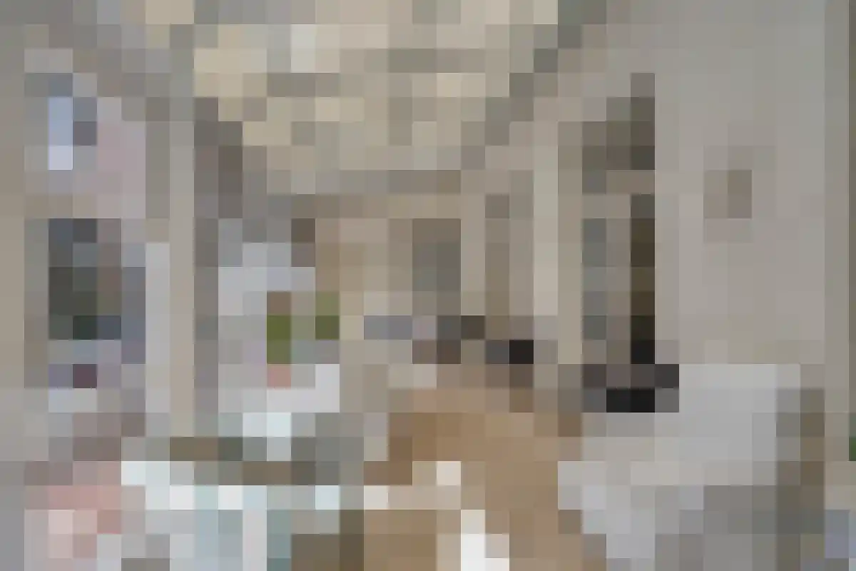Aan de Maas 3621 Lanaken Geulle thumbnail 9