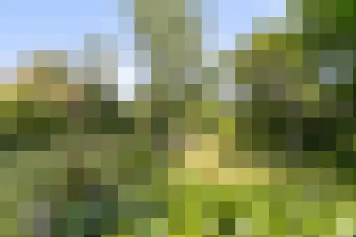 Aan de Vier Gebroeders 2 Herkenbosch thumbnail 23
