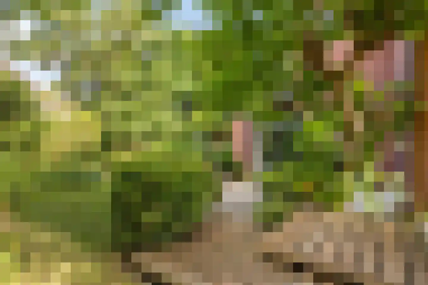 Aan het beeldje 22 Gronsveld thumbnail 52