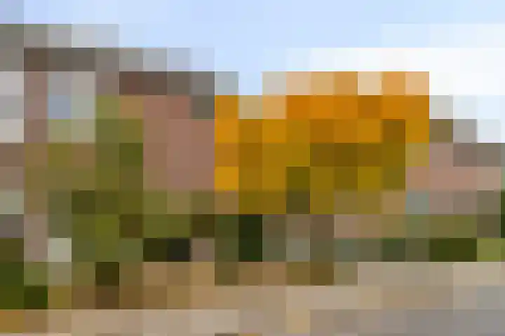 Aan Sanders'Molen 16 Meijel thumbnail 33