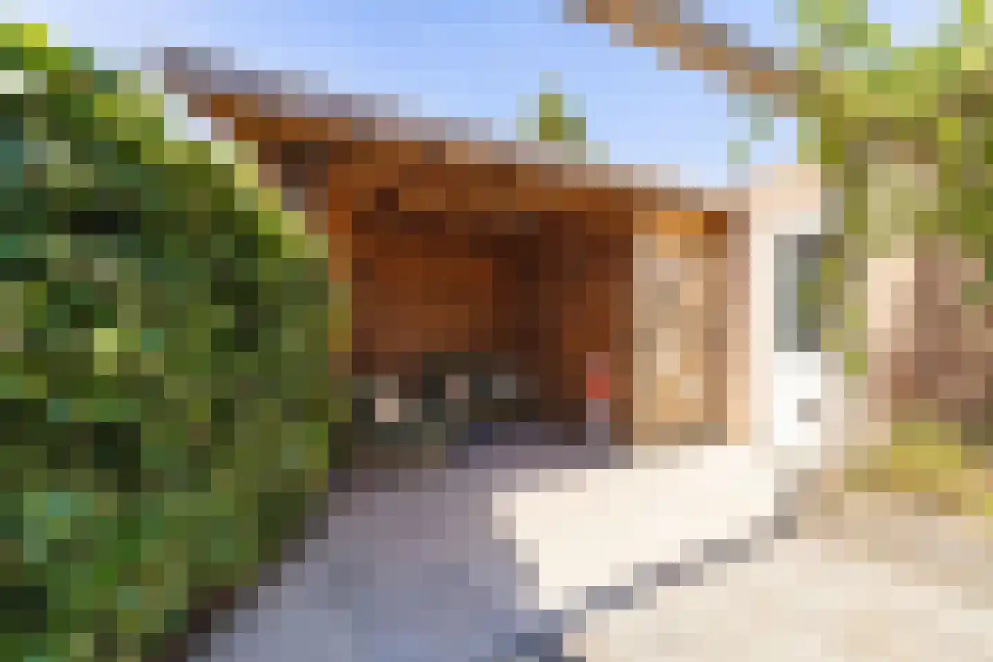 Aanstee 31 Klein Zundert thumbnail 47