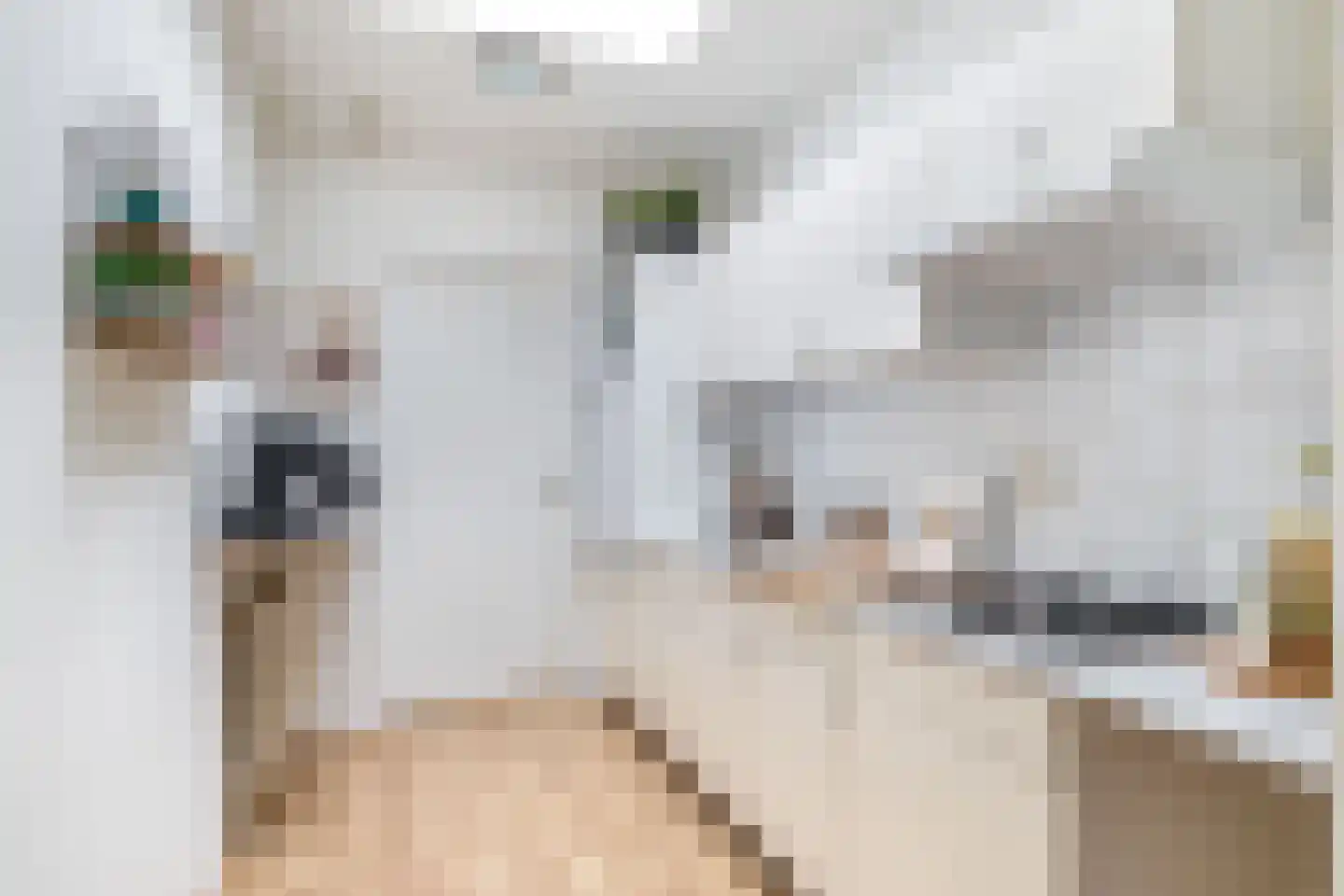 Aardappeleterssteegje 14 Nuenen foto 3