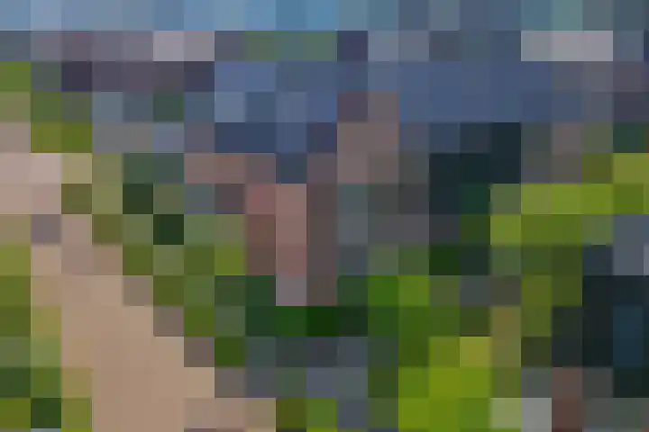 Aardbei 7 Nijkerk thumbnail 32