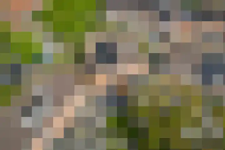 Aardbeiengaard 2 Wijk bij Duurstede thumbnail 43
