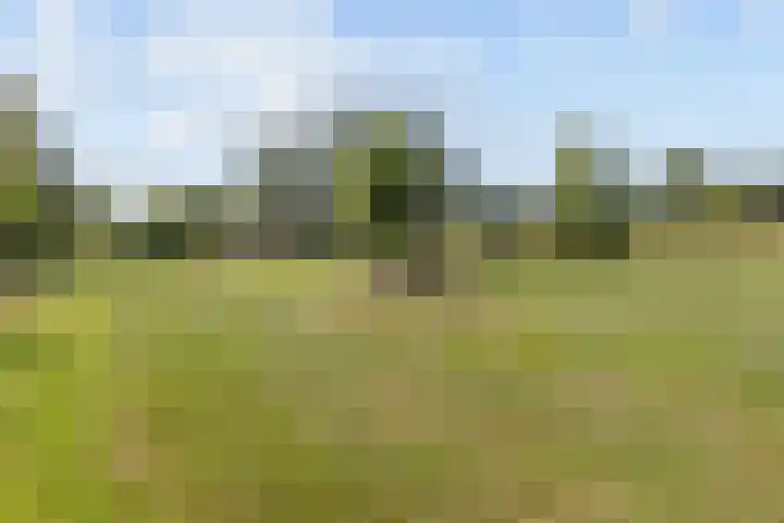 Aardbeivlinder 24 Helmond thumbnail 38