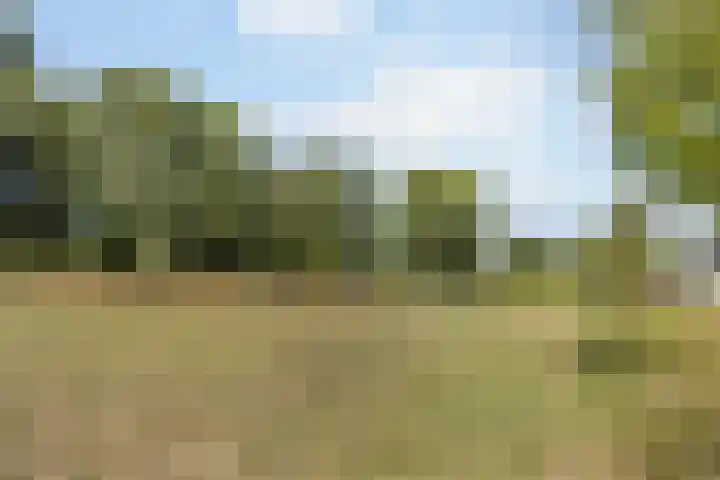 Aardbeivlinder 24 Helmond thumbnail 40