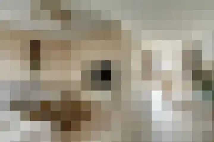 Aardbeivlinder 5 Hoogeveen thumbnail 11