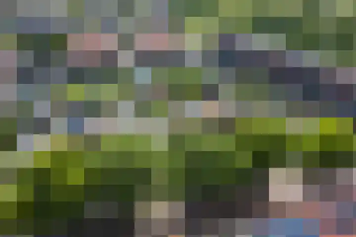 Aardbeivlinder 5 Hoogeveen thumbnail 38