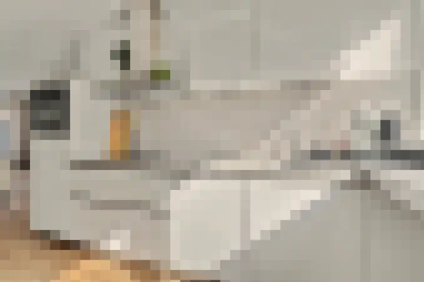 Aardbeivlinder 78 Tiel thumbnail 12