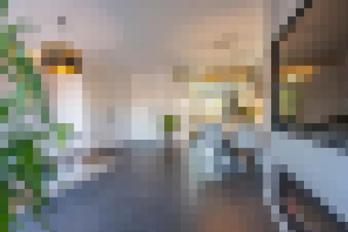 Aardbeivlinder 81 Tiel thumbnail 15