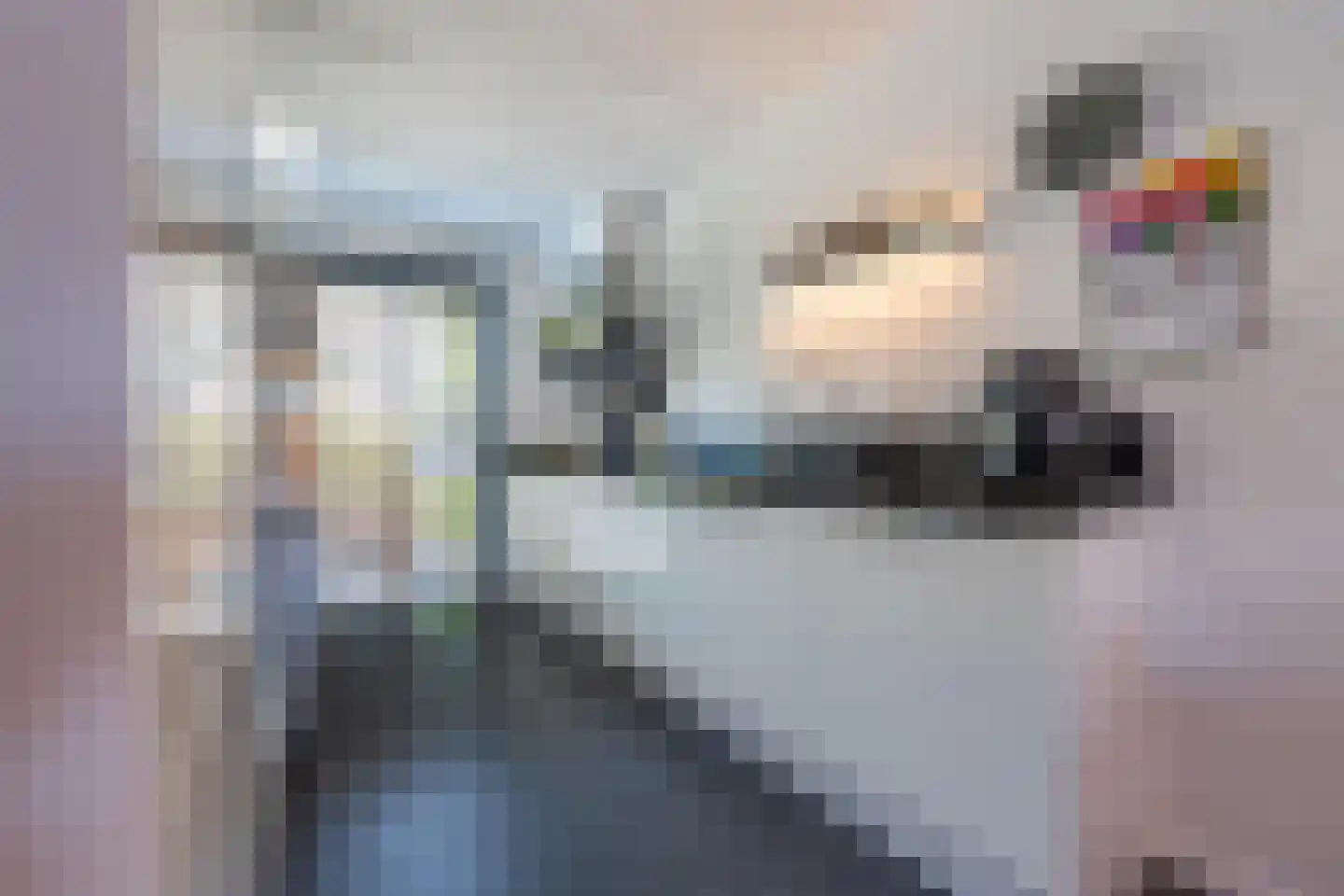 Aardbeivlinder 81 Tiel thumbnail 20