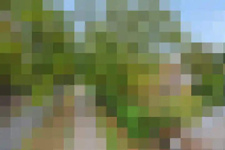 Aarle-Rixtelseweg 38 Helmond thumbnail 8