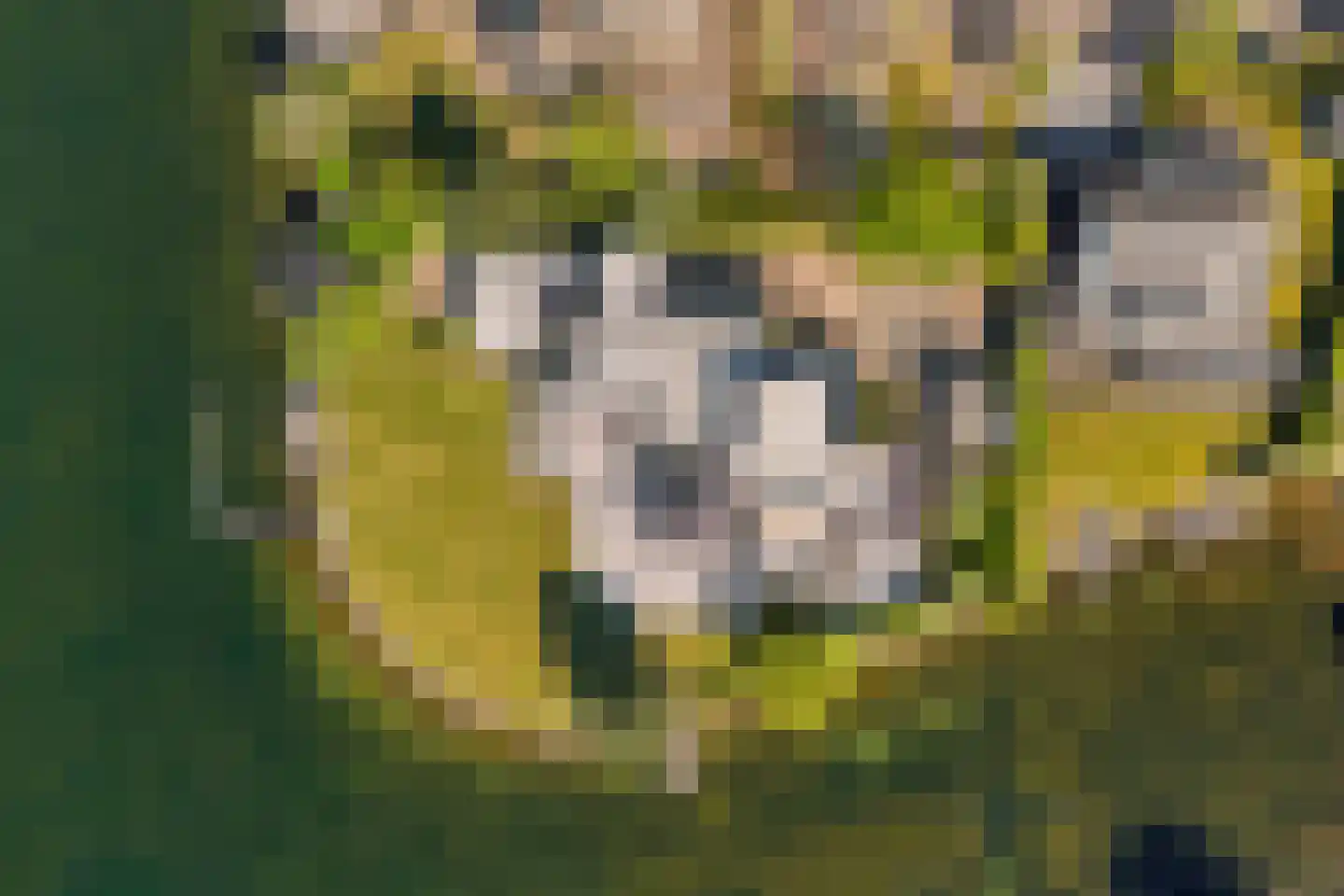 Aartjeskreek 16 Goes thumbnail 4