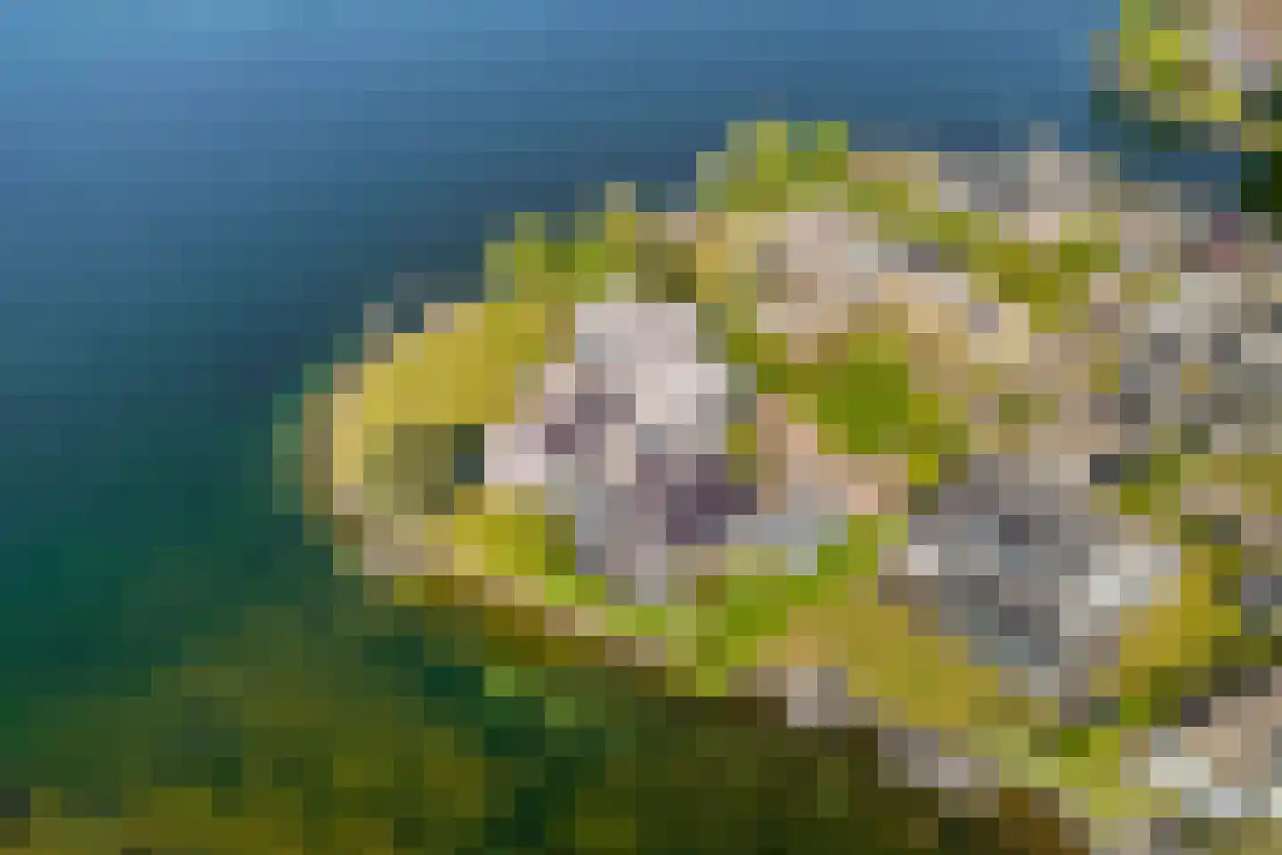 Aartjeskreek 16 Goes thumbnail 5