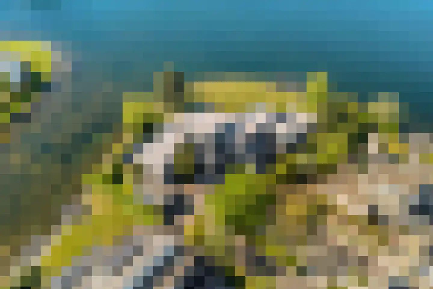Aartjeskreek 16 Goes thumbnail 6