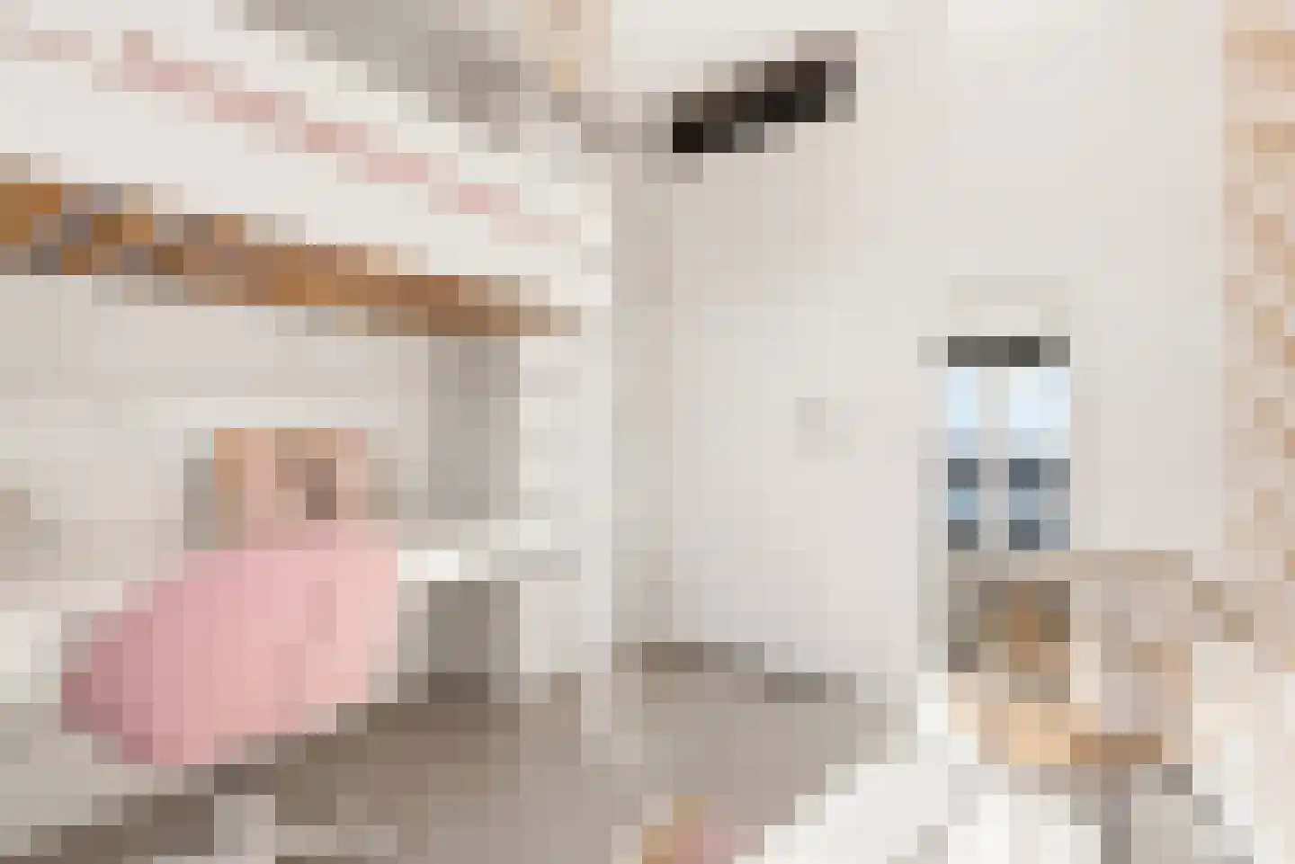 Abcoudepad 8 Weesp thumbnail 25