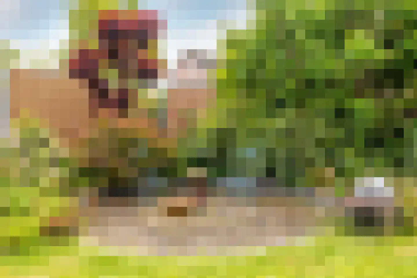 Abdij van Thornstraat 20 Bavel thumbnail 30