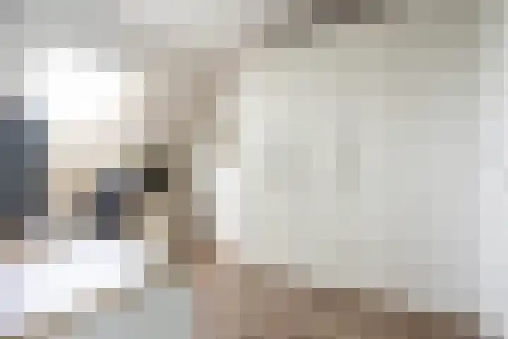 Abdis Johannastraat 29 Den Haag thumbnail 34