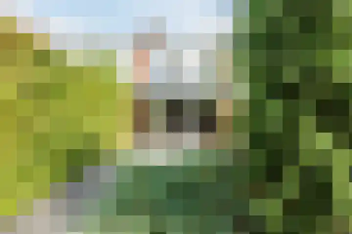 Abeelstraat 33 Echt thumbnail 24