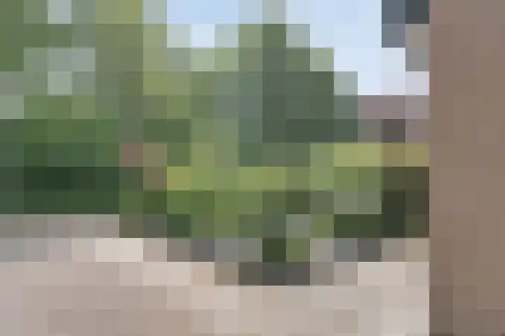 Abelenlaan 59 Zwolle thumbnail 33