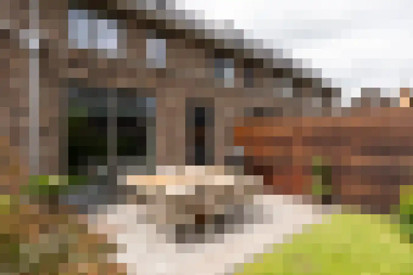 Abeliaerf 2 Hoef en Haag thumbnail 23