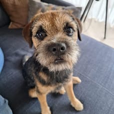 Foto von Abeltje (kantoorhond)