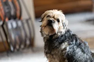 Foto van Abeltje (kantoorhond)