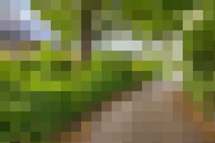 Abraham van der Hulstln 27 Bennebroek thumbnail 7