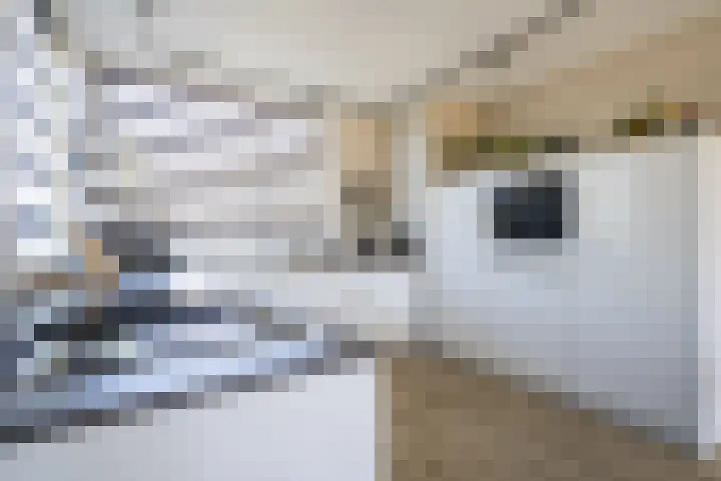 Abshove 2 Weert thumbnail 10