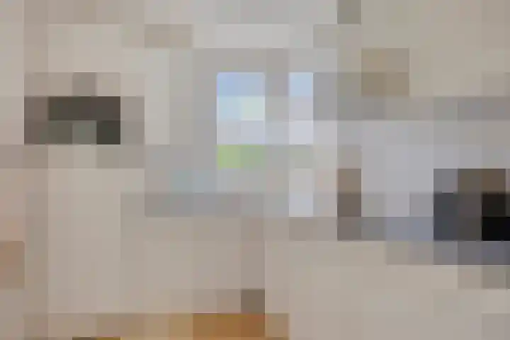 Abtshof 64 Bergeijk thumbnail 20