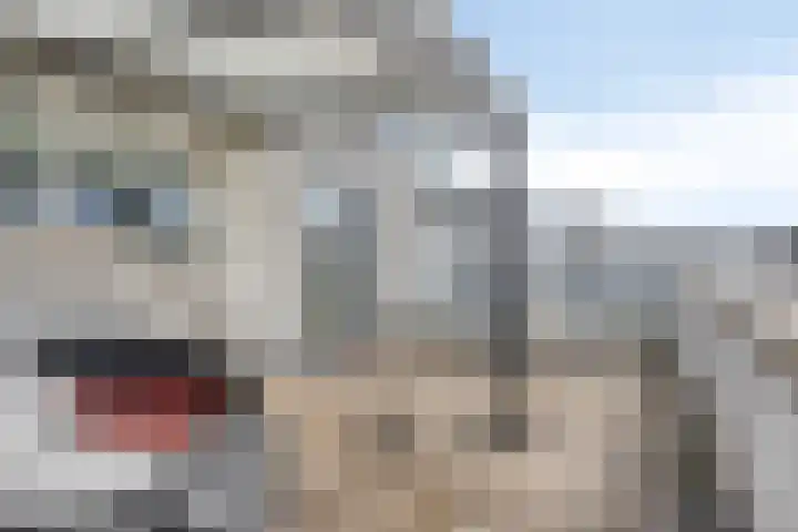 Aburahout 26 Zoetermeer thumbnail 37