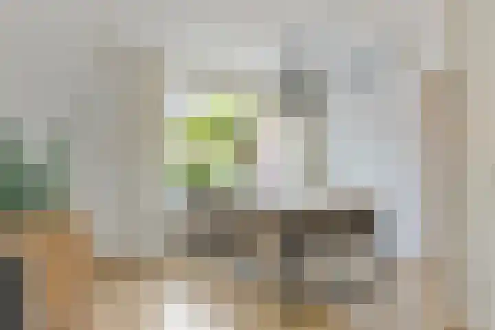 Acacia 11 Heino thumbnail 10